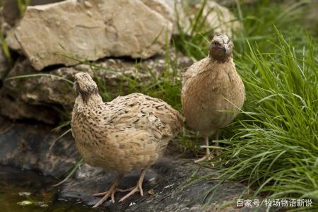 鵪鶉的產蛋量怎麼提高?怎麼讓鵪鶉多下蛋產蛋?