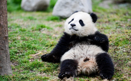 看大熊貓選擇成都動物園是非常不錯的,四川是熊貓寶寶的家鄉,在這裡看