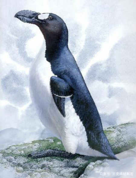 世界十大灭绝动物，原来北极也曾有企鹅（长知