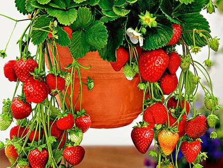 水果中的4种莓 阳台盆栽养护都能结果 其中1种省空间结果多