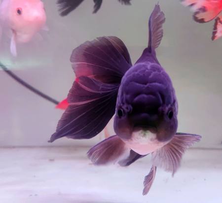 大泰狮金鱼
