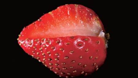 草莓的假果,它们的瘦果像芝麻似的贴在果实的外面