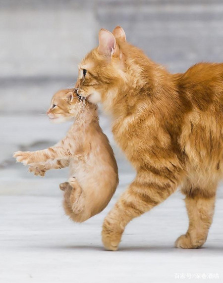 猫妈妈吃掉刚出生的幼猫 虽然表面看似残忍 但背后是伟大的母爱