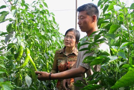 在定植密度方面,早,中熟辣椒品種因株幅小,可以適當增加定植密度,從而