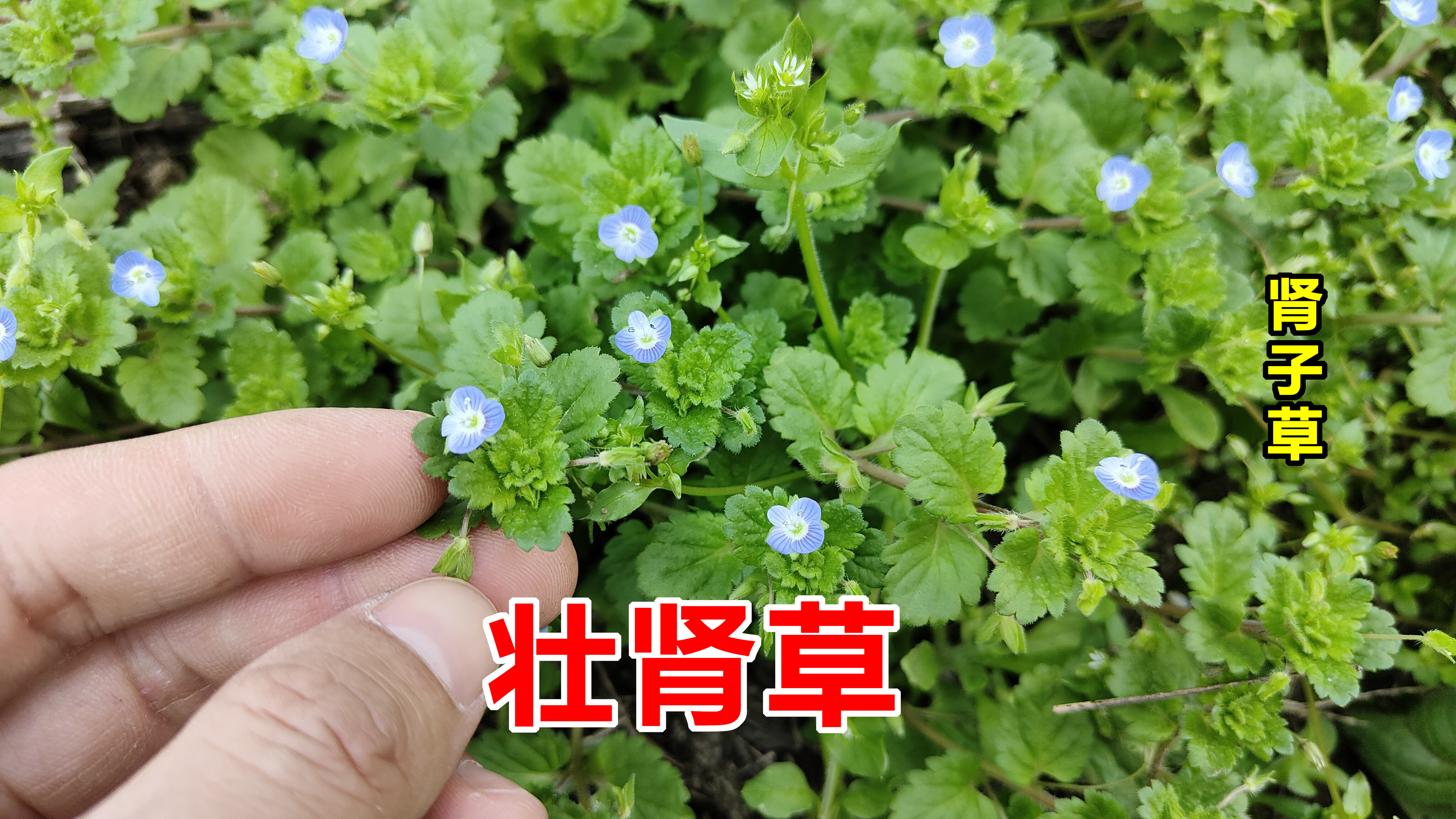 田間地頭常見植物腎子草,被我們當地稱為