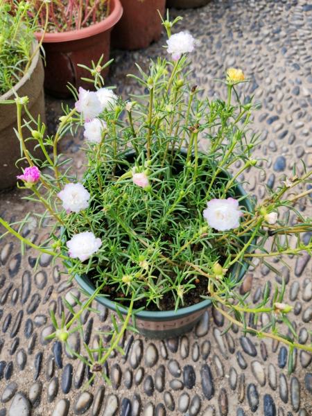 阳台盆栽"新宠"—针叶牡丹,绚丽美观,丰花勤花,新手也能养