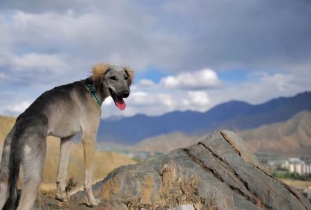 山東細犬,為什麼鮮少人養?你認識這隻中華田園犬嗎?