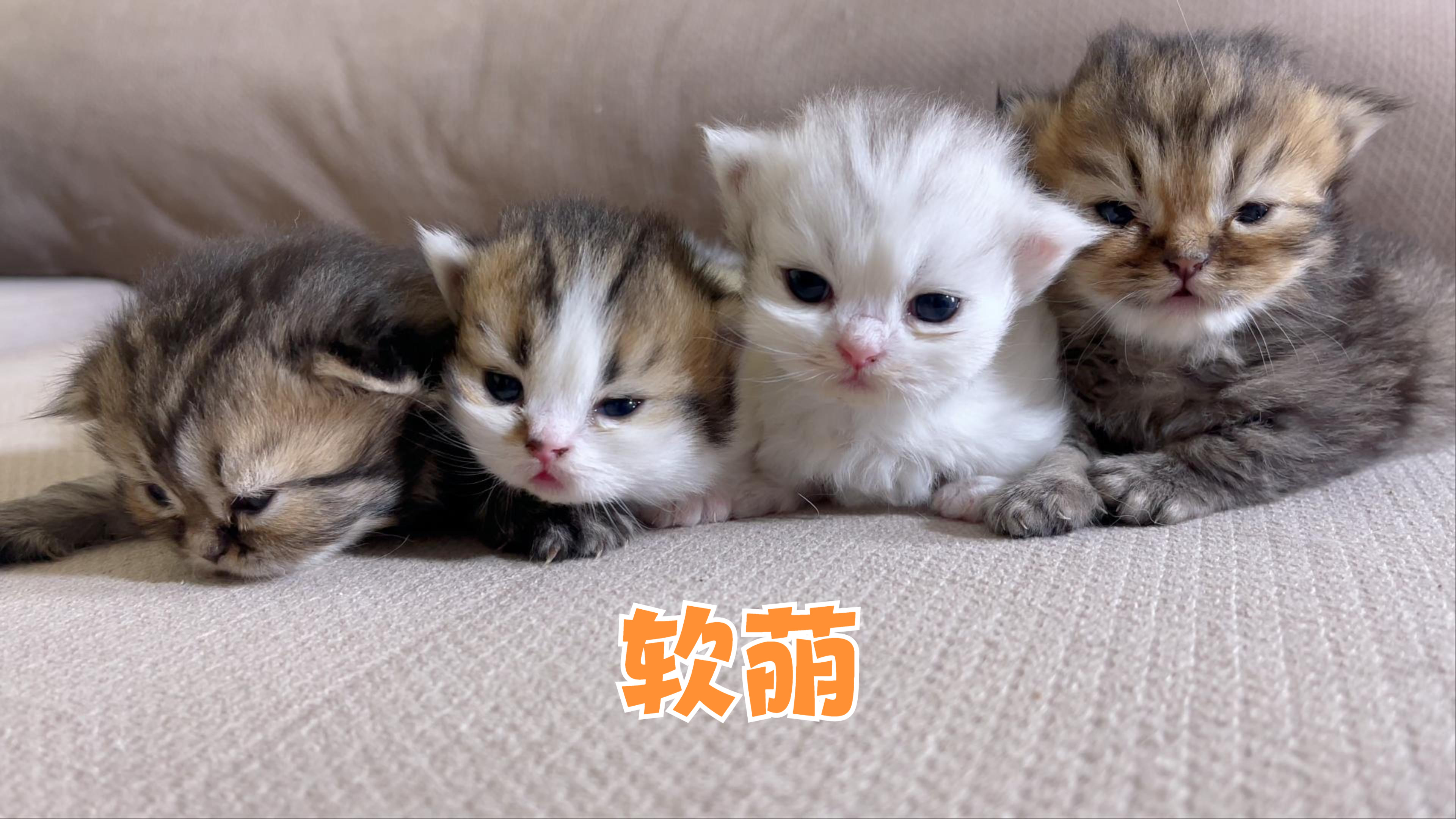 小奶猫的声音图片