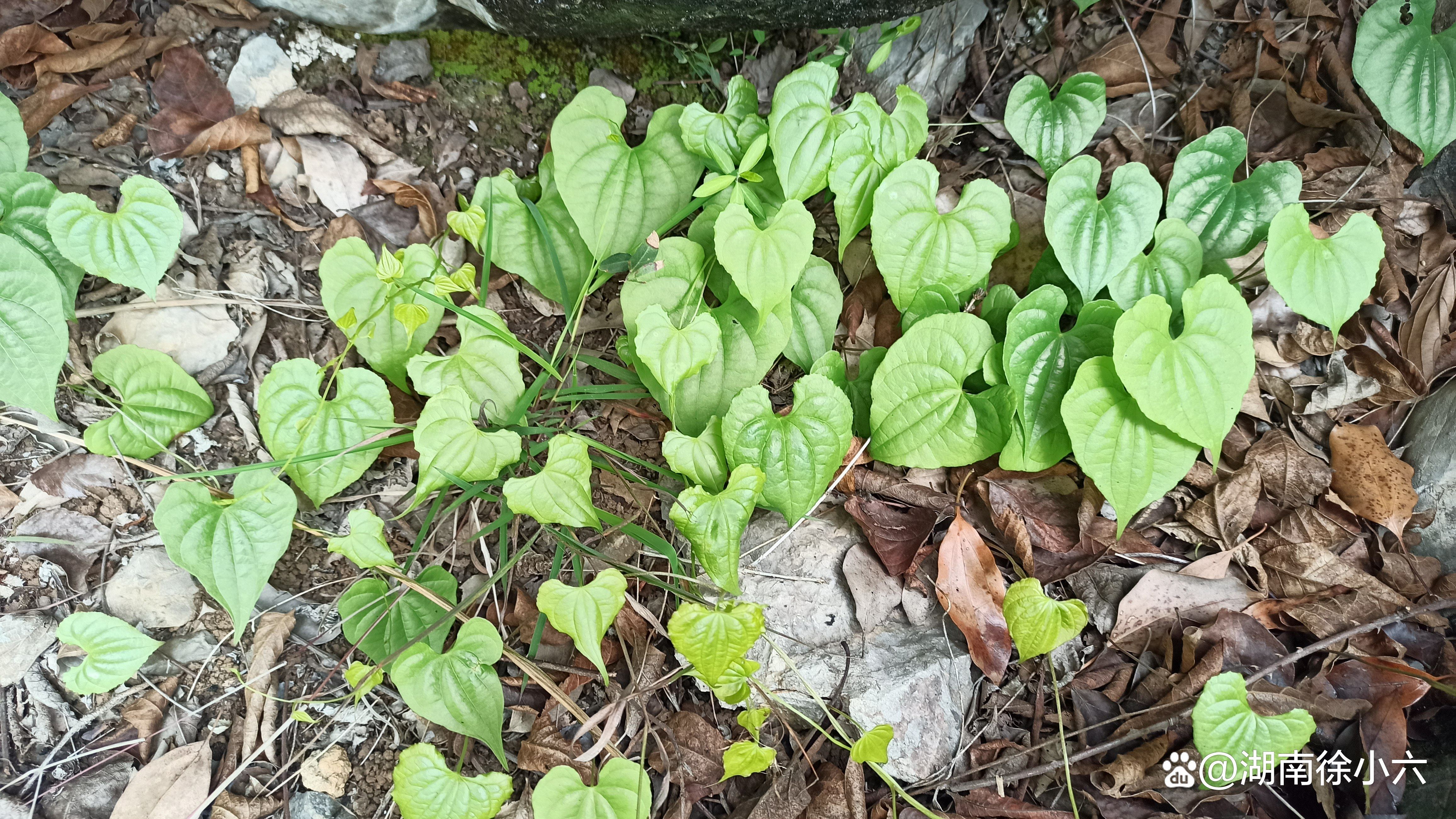 今天,我在一個大石頭山上看到了野生山藥,有的長在石頭邊,還有的長在