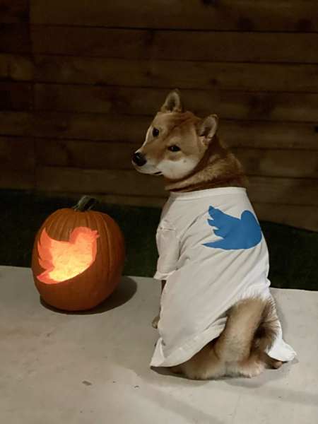 马斯克、推特与狗狗币(DOGE)