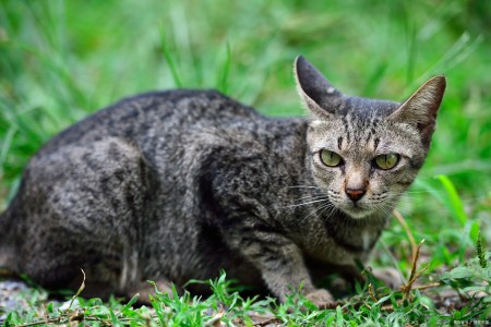 云南金平分水岭国家自然保护区拍摄到一级重点保护野生动物缟灵猫