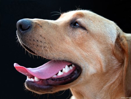 在剧烈运动后或天气炎热时,狗狗通过吐出舌头来散热,降低身体的温度
