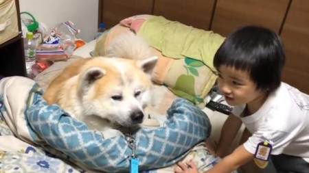秋田犬已经8岁了 还想跟爸爸一起睡 小主人拉都拉不走 秋田犬已经8岁了 还想跟爸爸一起睡 小主人拉都拉不走