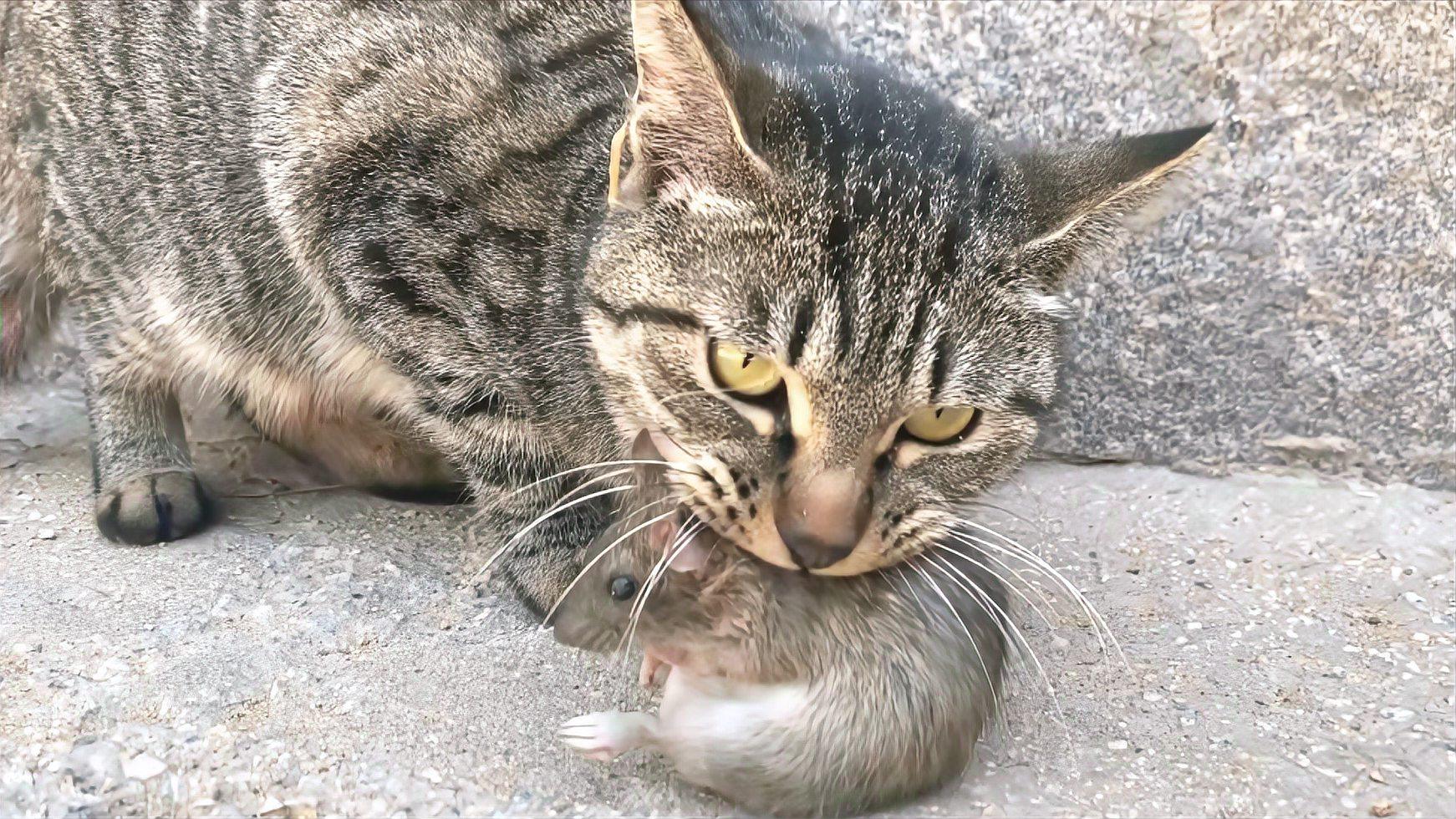 毙鼠山庄:狸花猫抓老鼠,叼回家炫耀,咆哮声全开!