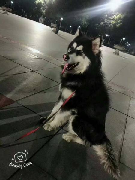 阿拉斯加多少钱一只？（狼版阿拉斯加能长到多少斤）