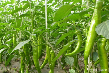 茄子 辣椒如何追肥和养根 记住追肥口诀不迷路 建议菜农收藏