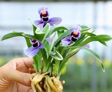 养兰首选 紫月荷 荷瓣花型 兰香四溢 勤花勤草还好养 养兰首选 紫月荷 荷瓣花型 兰香四溢 勤花勤草还好养