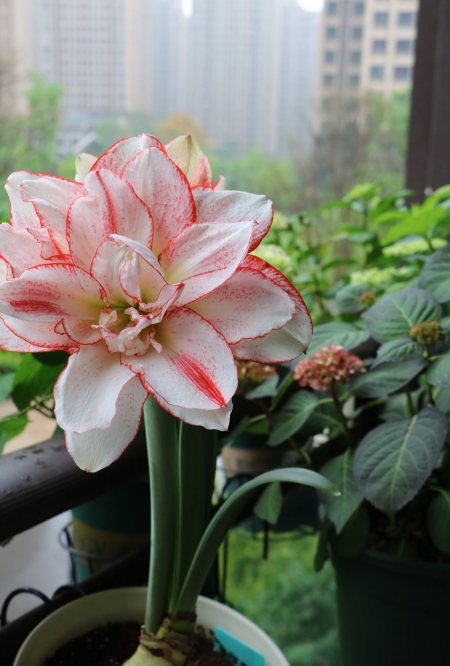 早春养花 试试朱顶红 条纹黛丝 花朵自带仙气 点亮你阳台