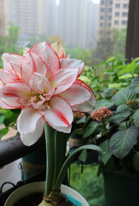 早春养花 试试朱顶红 条纹黛丝 花朵自带仙气 点亮你阳台 早春养花 试试朱顶红 条纹黛丝 花朵自带仙气 点亮你阳台