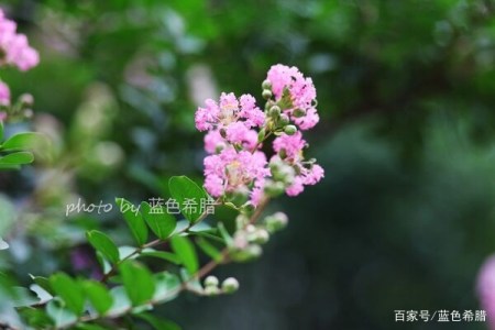 摄影图文 紫薇花深紫浅紫独自芳 分享我镜头里的柔美紫薇