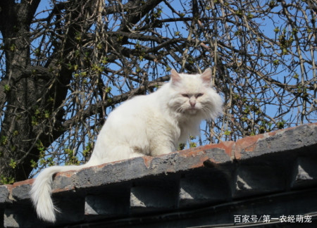 猫咪的温柔陷阱 你知道猫的叫声代表什么吗 答案在这里