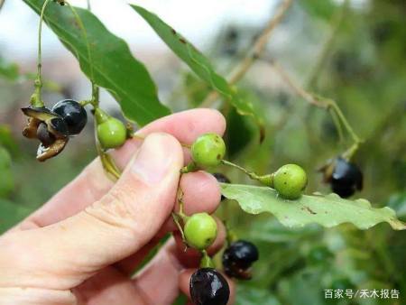 農村常見的一種樹,果實掉滿地沒人撿,殊不知是祛溼止痛的藥材