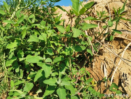 這幾種野菜能認識幾種?認識6種剛及格,全吃過的至少年過花甲