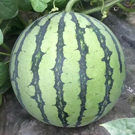 双大棚 露地栽培早春青花菜套种春西瓜 秋青花菜一年三种三收