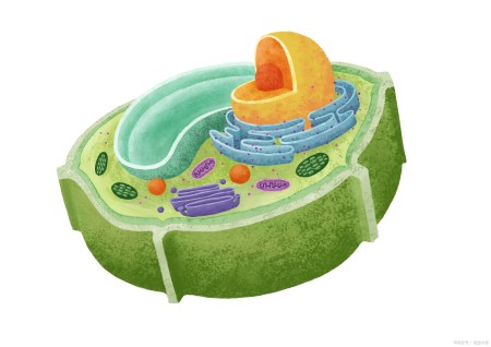 基於機械生物學和機器人微操作的組織工程