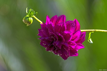 六月间 桃花傍身 伸出双手 鸿星鸾动 爱情降临