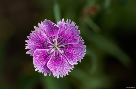 山竹花和石竹花的區別 山竹花怎麼養