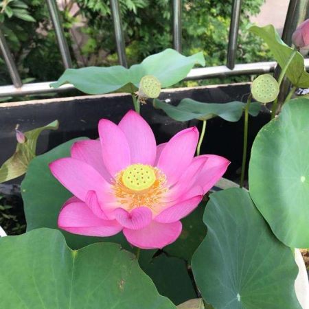 盆栽碗莲的种植方法，记住3步，花大叶美，花期更长(碗莲盆栽图片欣赏)