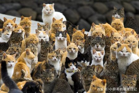 猫的繁殖能力有多强 一对没有保护的成年猫 9年内繁殖百万只猫