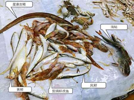 一网打尽中国顶级鱼类 看看你认识多少 一网打尽中国顶级鱼类 看看你认识多少