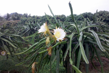 火龍果樹經常生病怎麼辦?防治措施不可少,這些方法要知道!