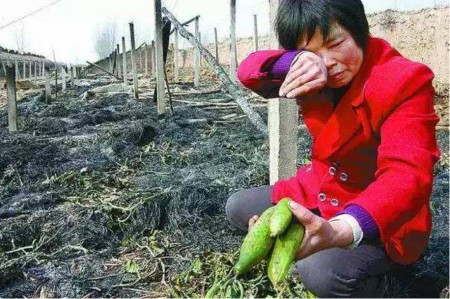 农村养老没保障?60岁打工又没人要,3个建议落地,养老有保障了(图3) 农村养老没保障?60岁打工又没人要,3个建议落地,养老有保障了(图3)
