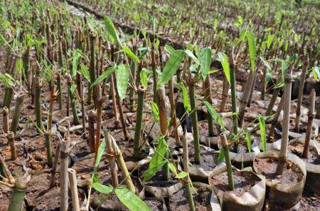 柳江区:春光无限好 麻竹育苗忙