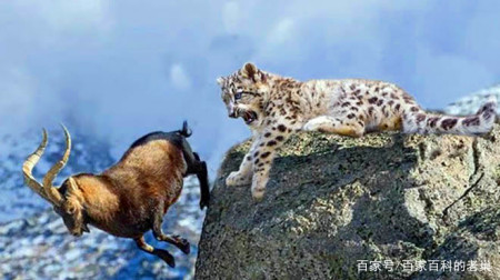 几百米的悬崖一蹴而下 被它盯上的猎物没个跑 不愧为雪域之神