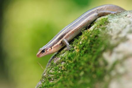 俗称"猪婆蛇",像泥鳅却有四条腿,常在田边晒太阳,是益虫吗?