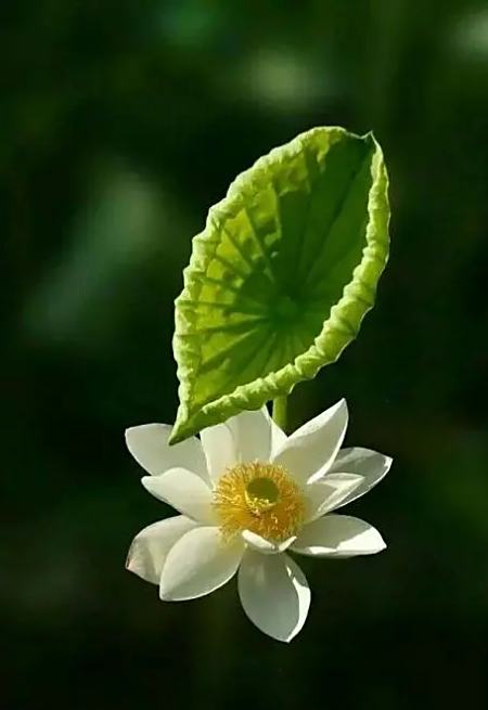 时光来去,曾经的一切都渐行渐远,往事随风,都化作一片一片绿叶,栖息在