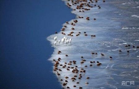 青海摄影师获国际赛事金牌，国家公园生态受关注
