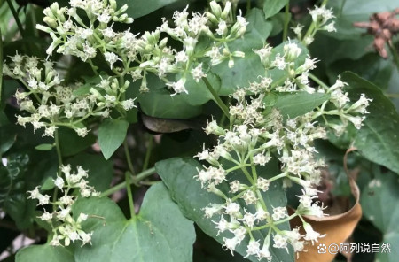 植物杀手薇甘菊图片