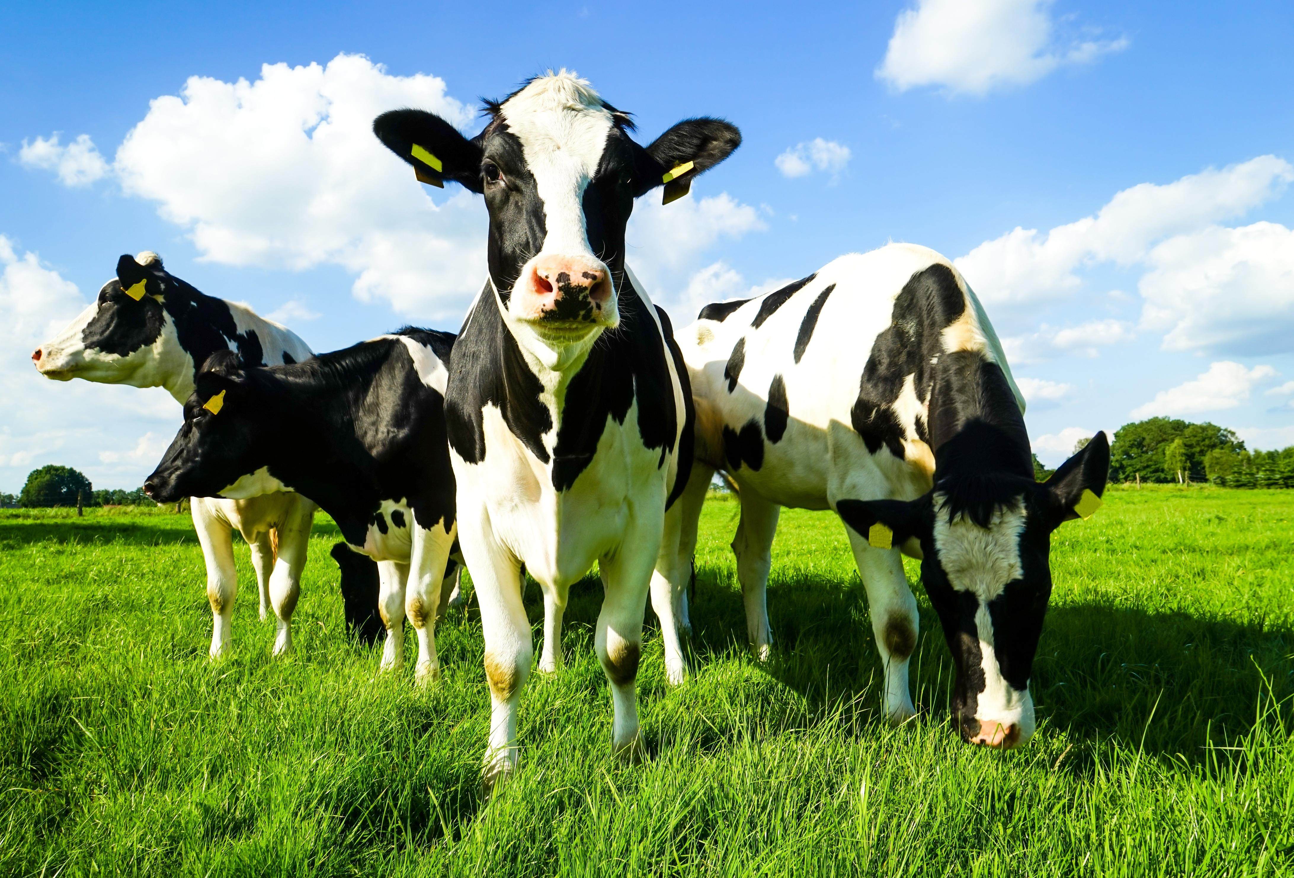 现代牧业再度出手,参股,合营成扩张主要手段