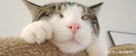 全价猫粮是什么意思？什么猫粮性价比高？-幼猫吃全猫粮好还是幼猫粮好
