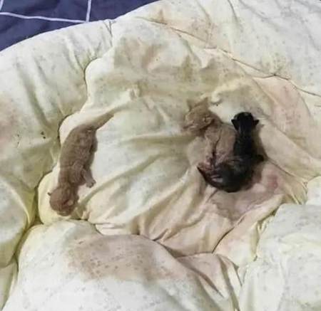 橘猫弄湿床铺,掀开被子后,比想象的还要麻烦