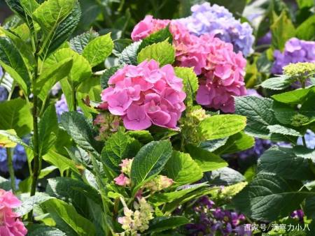 这 三种花 是天然加湿器 屋内搁一盆 增湿防菌 家人更健康