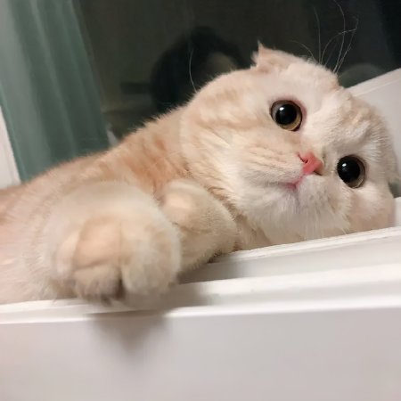 猫咪吃什么容易发腮?猫咪发腮经验分享！