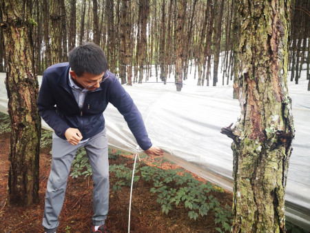 院士带科技走进大山,新农民靠林下三七脱贫致富