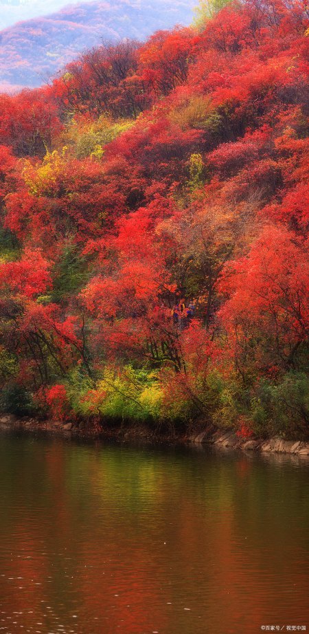 又到满山红叶时,层林尽染好风光,奉节美景与文化底蕴并存的地方