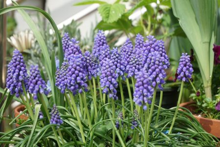 冬天养花选这款 丢土里就能活 开花早 花香飘满室 年年有花开